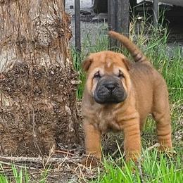 Rose - Red fawn female Chinese Shar-Pei puppy in Bakersfield, California from Cashmerewrinkles
