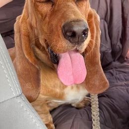 Basset Hounds from Bryant Bassets