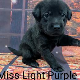 Goldendoodle, Golden Retriever, Labradoodle, and Labrador Retriever Puppies from Robertson's Retrievers and Doodles