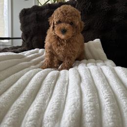 Girl 1 - Red  female Poodle puppy in Fredericktown, Missouri from Doodle Pups Fur-Ever