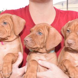 Vizsla puppies from Summit Vizsla (we can deliver to you)