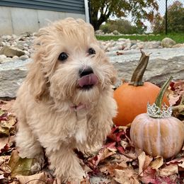 Haha - Cream female Assorted Doodle Crosses puppy in Howard City, Michigan from Petite Joie Puppies