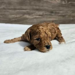 Chewbacca - Red male Cavapoo puppy in South Jordan, Utah from Lucky Doodle Pups