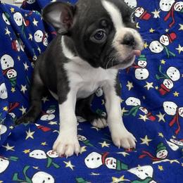 Baxter - Black brindle and white male Boston Terrier puppy in Fillmore, Illinois from Wind Hill Puppies