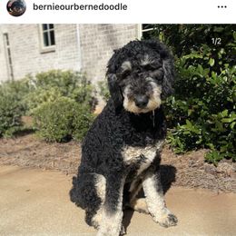 Bernedoodle and Goldendoodle All Grown Up from Jefferson Doodles