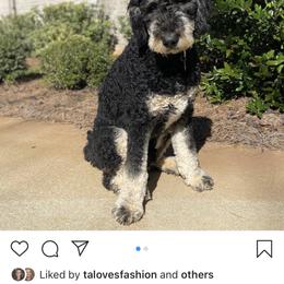 Bernedoodle and Goldendoodle All Grown Up from Jefferson Doodles