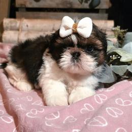 Marigold(Mari) - Brindle and white female Shih Tzu puppy in North Carolina from WillowCreek Mountain View Shih Tzu