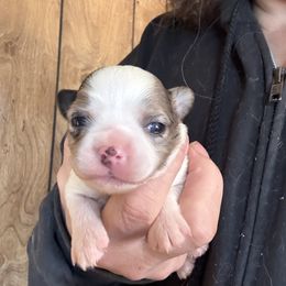 Pinky - Chihuahua puppy from Diamond Dog Chihuahuas