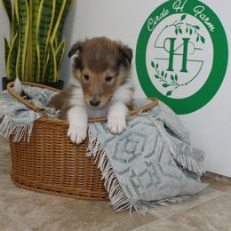 Navi - Sable female Collie puppy in Versailles, Indiana from Circle H Farm