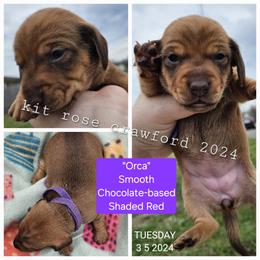 Dachshund Puppies from Wayward Home Dachshunds