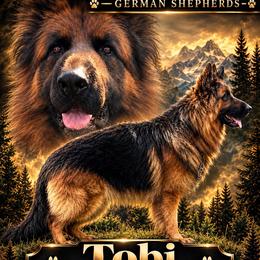 Tobi - German Shepherd