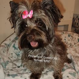 Reece - Yorkshire Terrier