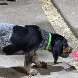 Bluetick Coonhound Puppies from 5280 Show stock