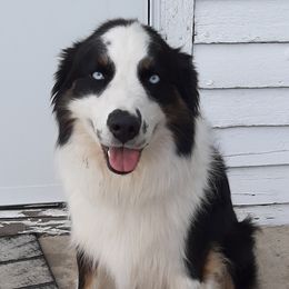 Chase - Australian Shepherd