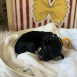 Angel Hair - White and black female Bordoodle puppy in Valley Center, California from Circle R Valley Bordoodls