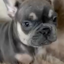 Boston Terriers and Companion Crosses from Blue Elite Boston Terriers