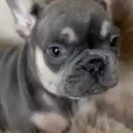 Boston Terriers and Companion Crosses from Blue Elite Boston Terriers
