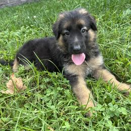 German Shepherd puppies from Mercer GSD's