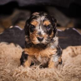 Harry - Blue merle male Bernedoodle puppy in Tyner, Kentucky from Good Dog Doodles