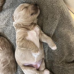 Goldendoodle Puppies from Ellie's Goldendoodles