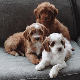 Goldendoodle puppies from Cedarcrest Goldendoodles