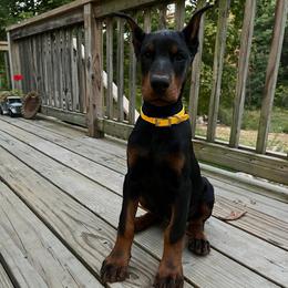 Connie - Black and rust female Doberman Pinscher puppy in Bruce Township, Michigan from Eminent Dobermans