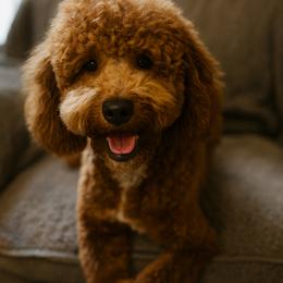 Goldendoodle Puppies from Kid's Best Doodle