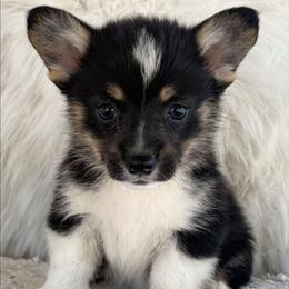 Tri Boy 2 - Black and tan male Pembroke Welsh Corgi puppy in Bay Area, California from MJ's Corgis