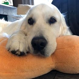Golden Retriever All Grown Up from Night Sky Golden