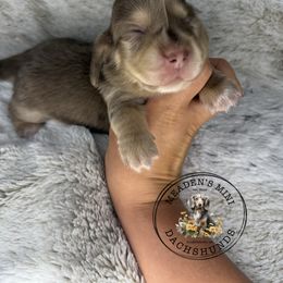 Blue collar - Dapple female Dachshund puppy in Burgettstown, Pennsylvania from Meaden’s Mini Dachshunds