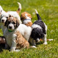 Bernedoodle, Saint Berdoodle, and Sheepadoodle Puppies from Yankee Doodle Puppies