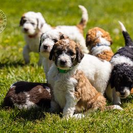 Bernedoodle, Saint Berdoodle, and Sheepadoodle Puppies from Yankee Doodle Puppies