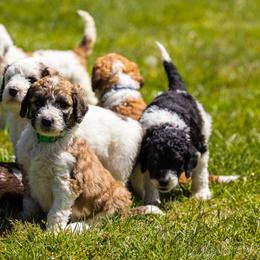 Bernedoodle, Saint Berdoodle, and Sheepadoodle Puppies from Yankee Doodle Puppies