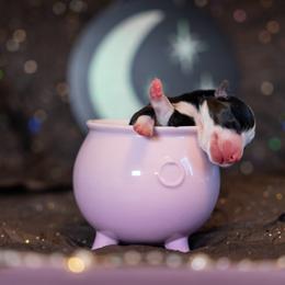 Border Collie, Papillon, Sporty Mix, and Whippet Puppies from Old Hemp Border Collies / Open Horizon Sport Dogs