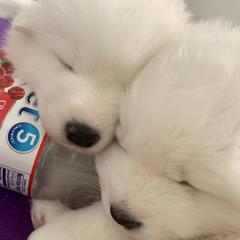 Samoyed Puppies from ArticCross Samoyeds-Florida