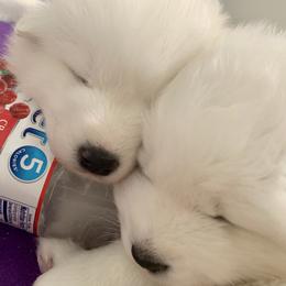Samoyed Puppies from ArticCross Samoyeds-Florida