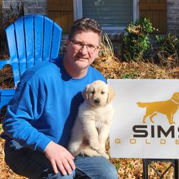 Golden Retriever Puppies from Sims Golden Retrievers