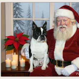 Froggie - Boston Terrier