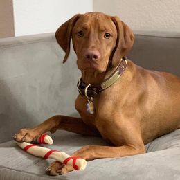 Vizslas from Matthew Bardwell's Vizslas