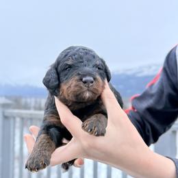 Tri Color Male 4 - Phantom male Bernedoodle puppy in Anchorage, Alaska from Cascade Country Doodles