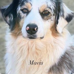 Mavis - Australian Shepherd