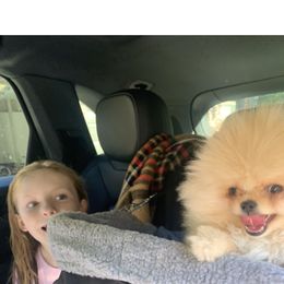 Pomeranian Puppies from Halo Poms