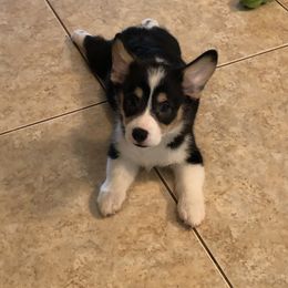 American Corgi and Pembroke Welsh Corgi Puppies from Red White & Bluie Corgi