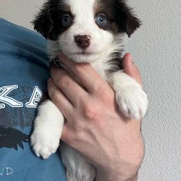 Ponzu - Red tri male Toy Australian Shepherd puppy in Georgetown, Texas from Minikin Manor