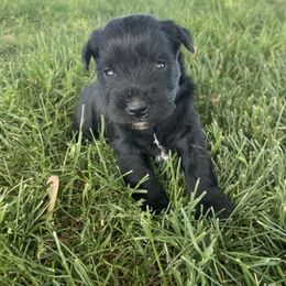 Steven - Black Miniature Schnauzer puppy in Prescott, Washington from Winona Schnauzers