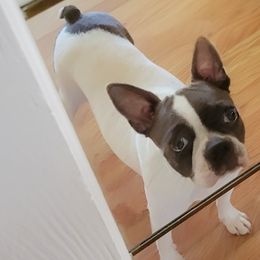 Brooke - Boston Terrier