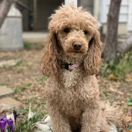 Nugget - Labradoodle