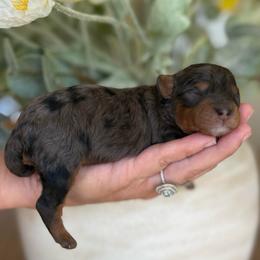 Boy 1 - Merle male Cavapoo puppy in Yuciapa, California from AlltheDoodlez_