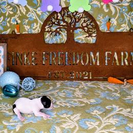 Dachshund, Giant Schnauzer, and Miniature Schnauzer Puppies from Finke Freedom Farm