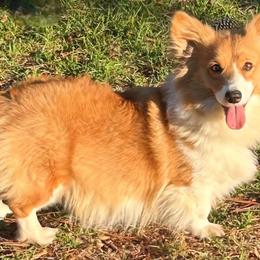 Maizey - Pembroke Welsh Corgi